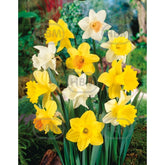 Hectarul - Bulbi de narcise Large Cupped Mixed, 5 bulbi